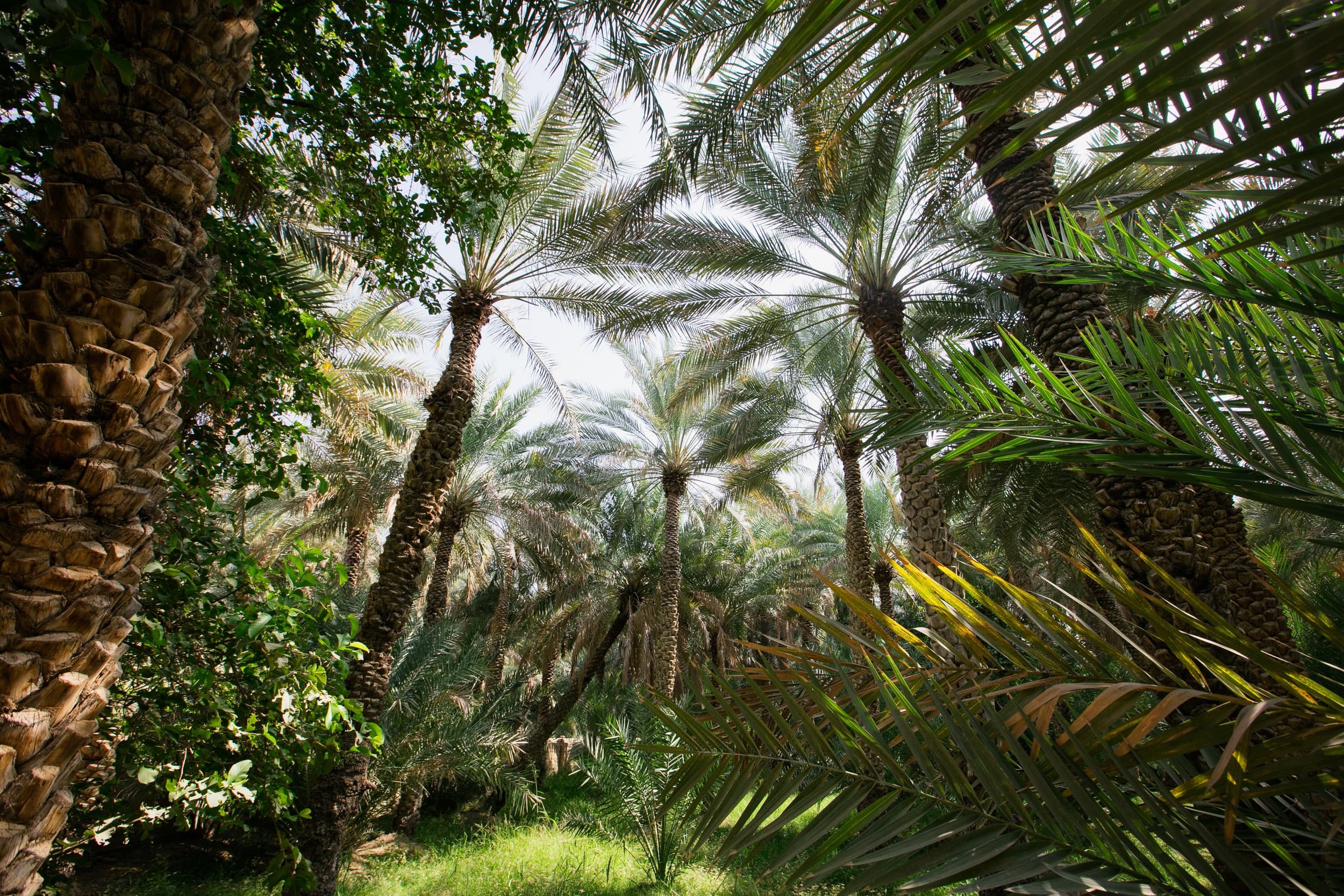 Palm grove in Al Ain oasis