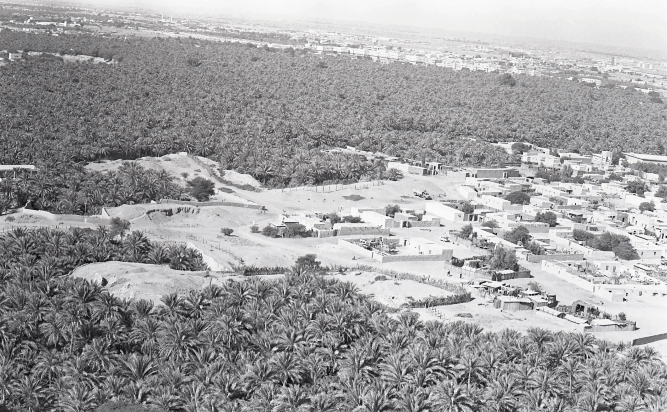 Historic aerial view over palm groves